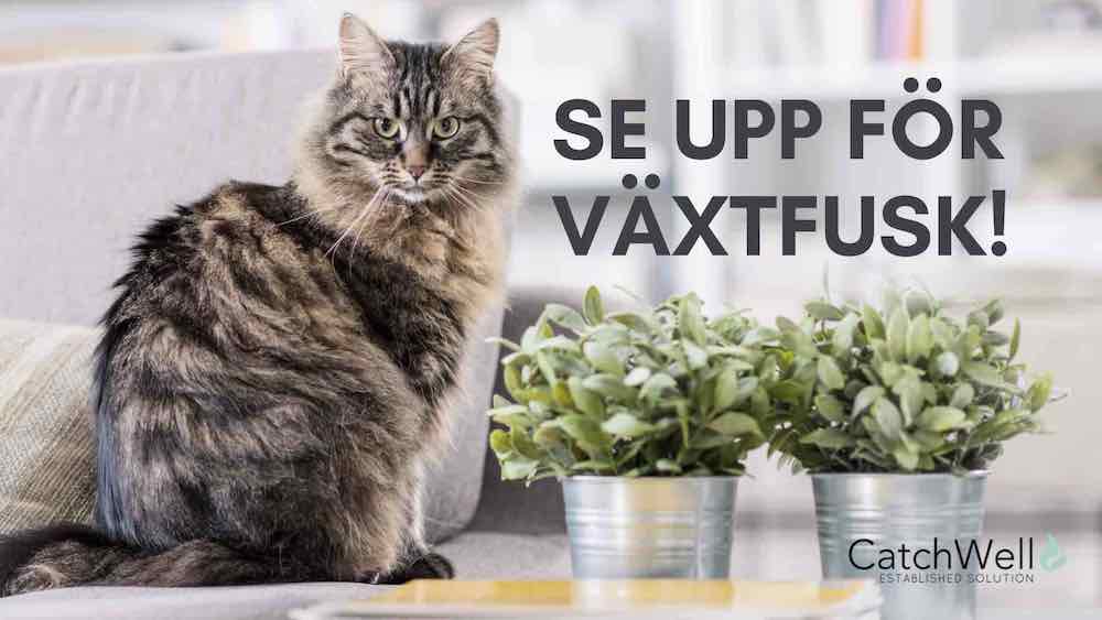 Se upp för växtfusk