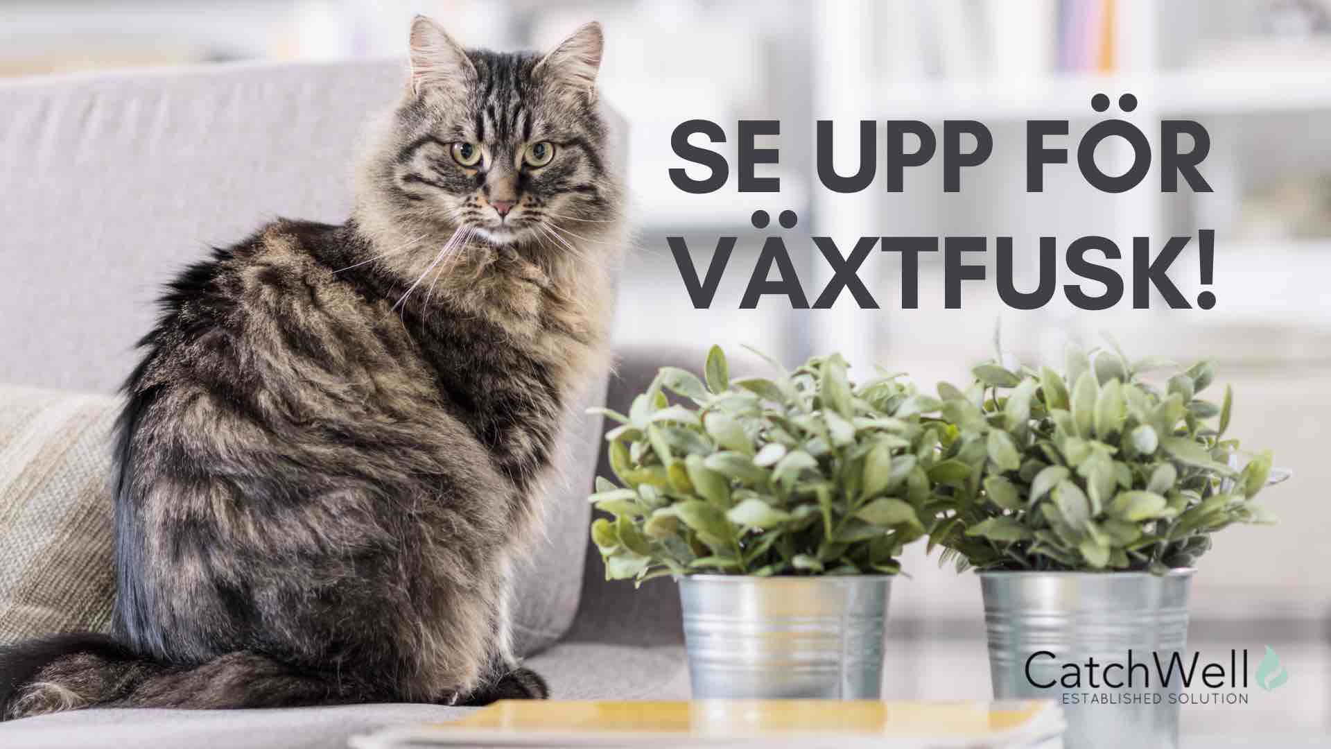 Se upp för växtfusk